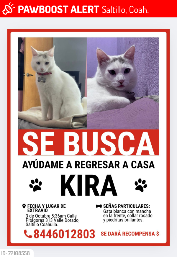 Lost Female Cat last seen Thomas Edison , Saltillo, Coah. 25090