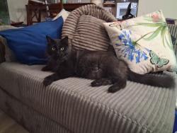 Lost Female Cat last seen North end, Red Deer, AB 