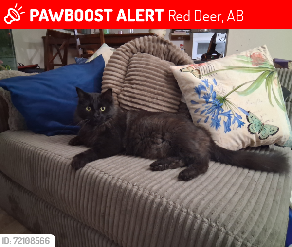Lost Female Cat last seen North end, Red Deer, AB 