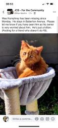 Lost Male Cat last seen Baberton Avenue , Edinburgh, Scotland EH14