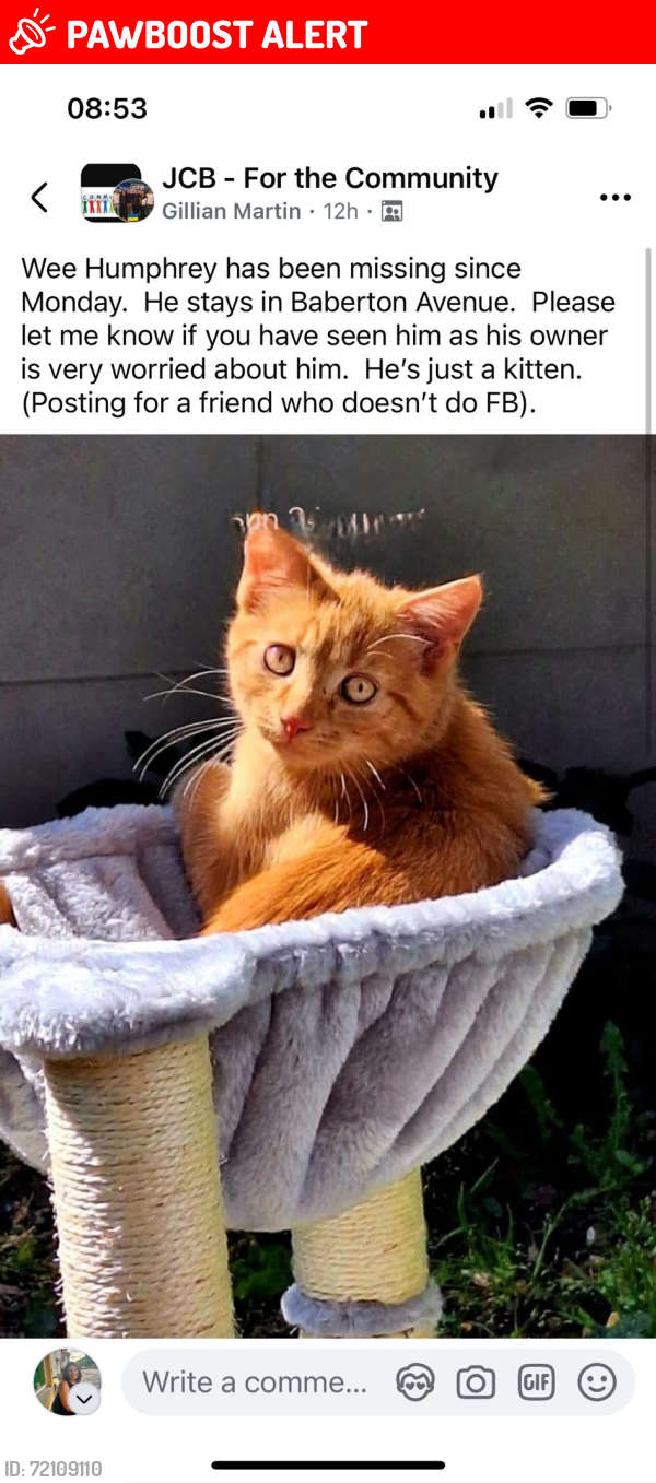Lost Male Cat last seen Baberton Avenue , Edinburgh, Scotland EH14