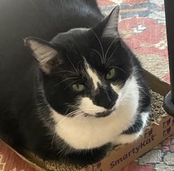 Lost Male Cat last seen 80th and bruns, Monee, IL 60449