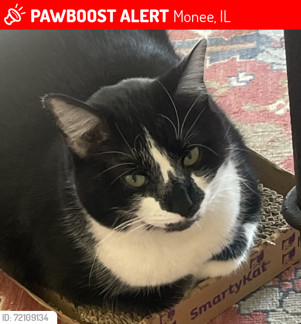 Lost Male Cat last seen 80th and bruns, Monee, IL 60449