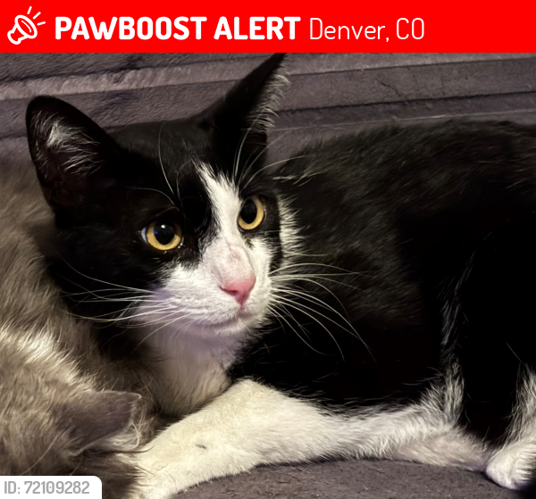 Lost Male Cat last seen 9th and Fox, Santa Fe Arts District, Denver, CO 80204
