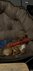 Lost Male Dog last seen 45th between Bell and Coulter, Amarillo, TX 79109