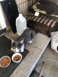 Lost Male Cat last seen Greenwich Rd and Meadowlark, Bayview, CA 94806