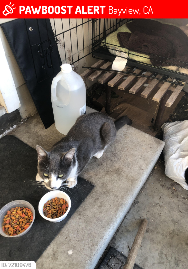 Lost Male Cat last seen Greenwich Rd and Meadowlark, Bayview, CA 94806