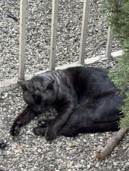 Lost Male Cat last seen 59th street, Huntington Park, CA 90270