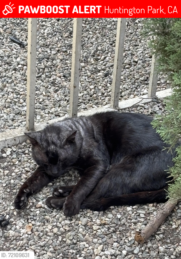 Lost Male Cat last seen 59th street, Huntington Park, CA 90270