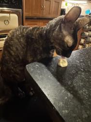 Lost Female Cat last seen Ferndale road and ferndale green , Wayzata, MN 55391