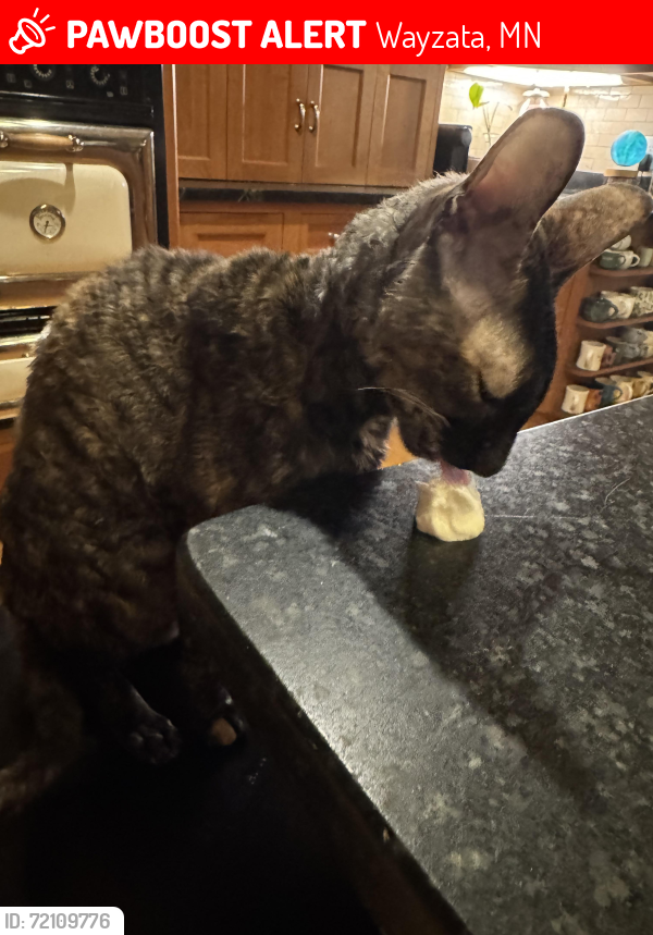 Lost Female Cat last seen Ferndale road and ferndale green , Wayzata, MN 55391