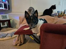 Lost Male Dog last seen Old NC Hwy 27 Road, Mount Holly, NC 28120