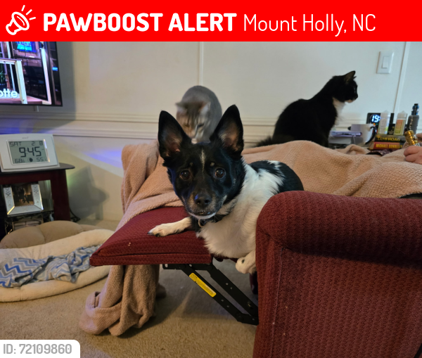 Lost Male Dog last seen Old NC Hwy 27 Road, Mount Holly, NC 28120