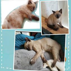 Lost Female Cat last seen Monte Vista Rd , Candler, NC 28715