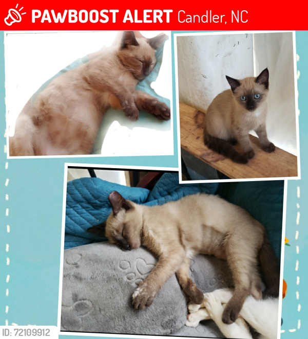 Lost Female Cat last seen Monte Vista Rd , Candler, NC 28715