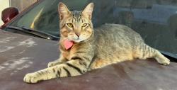 Lost Male Cat last seen Gage and main, Los Angeles, CA 90003