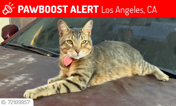Lost Male Cat last seen Gage and main, Los Angeles, CA 90003