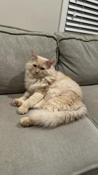 Lost Male Cat last seen South Canyon Way, Colfax, CA 95713