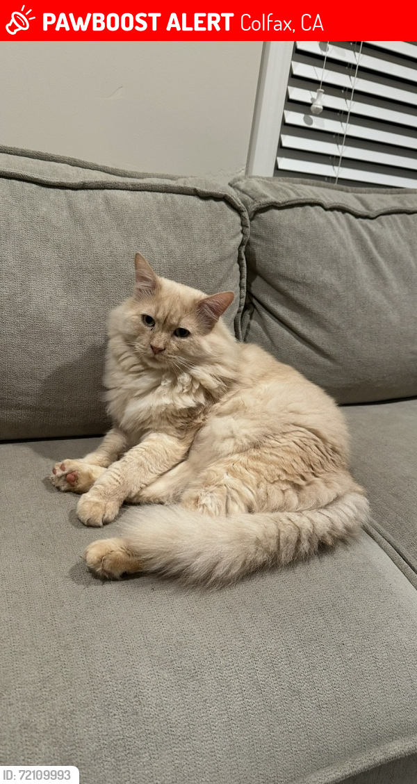 Lost Male Cat last seen South Canyon Way, Colfax, CA 95713