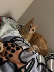 Lost Male Cat last seen Battleground , Murfreesboro, TN 37129