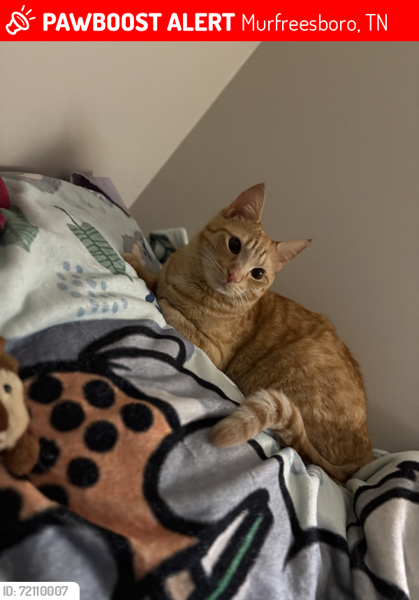 Lost Male Cat last seen Battleground, Murfreesboro, TN 37129