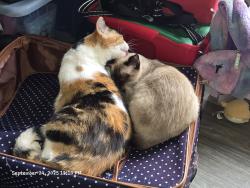 Lost Female Cat last seen Shell Gas Station , Limon, CO 80828