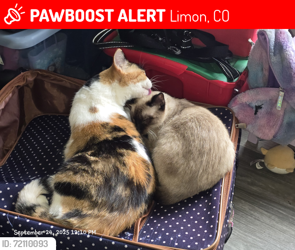 Lost Female Cat last seen Shell Gas Station , Limon, CO 80828