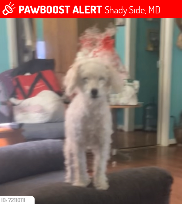 Lost Female Dog last seen Franklin point state part, Shady Side, MD 20764