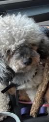 Lost Female Dog last seen Portland Ave., Rochester, NY 14621