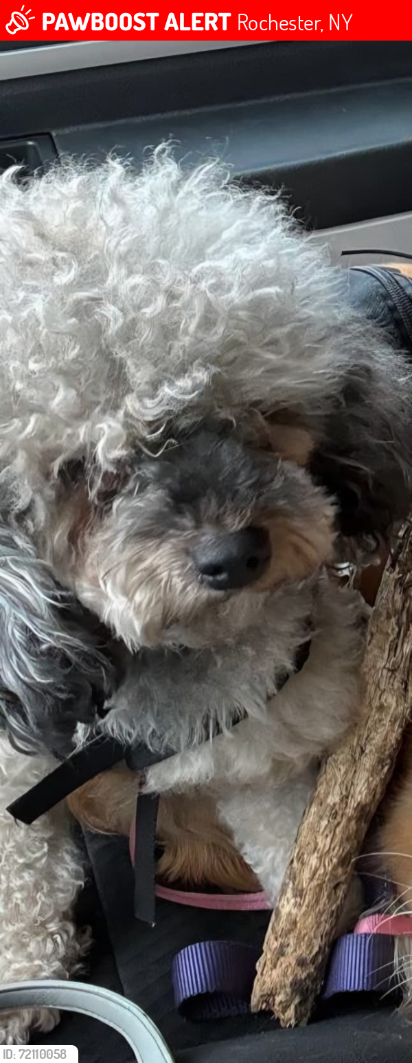 Lost Female Dog last seen Portland Ave., Rochester, NY 14621