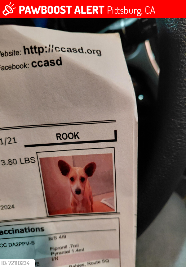 Lost Male Dog last seen Bliss and Railroad, Pittsburg, CA 94565