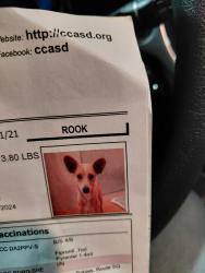 Lost Male Dog last seen Bliss and Railroad, Pittsburg, CA 94565