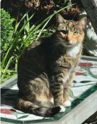 Lost Female Cat last seen Heil and Graham, Huntington Beach, CA 92649