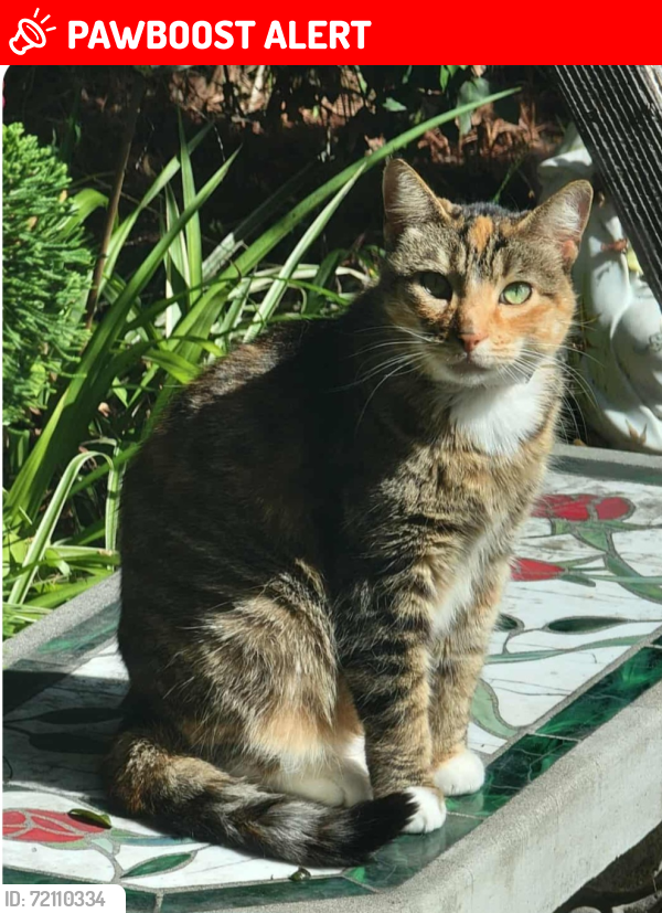 Lost Female Cat last seen Heil and Graham, Huntington Beach, CA 92649