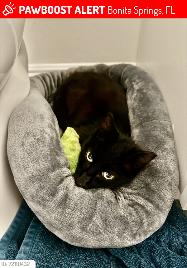 Lost Female Cat last seen Bonita Fairways, Bonita Springs, FL 34135