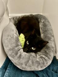 Lost Female Cat last seen Bonita Fairways, Bonita Springs, FL 34135