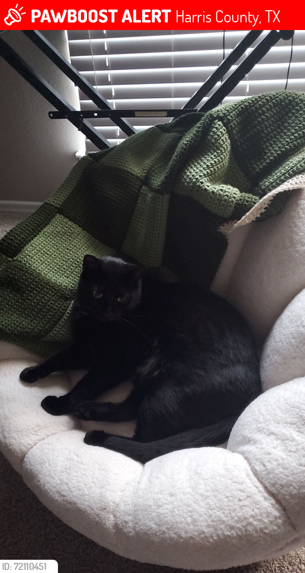 Lost Male Cat last seen Wildwood Neighborhood, Northpointe Boulevard, Harris County, TX 77377