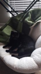 Lost Male Cat last seen Wildwood Neighborhood, Northpointe Boulevard, Harris County, TX 77377