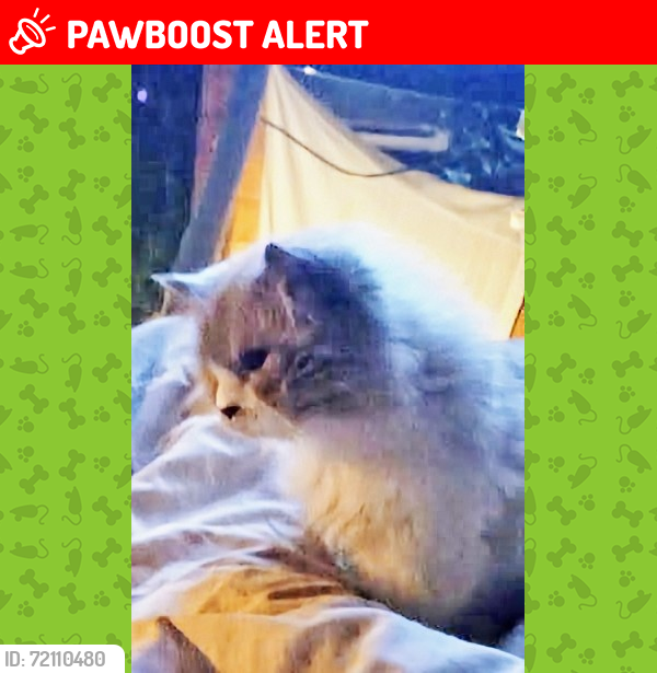 Lost Male Cat last seen Russet place and Queens  Ave  in west Vancouver , West Vancouver, BC V7V 2Y5
