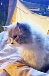 Lost Male Cat last seen Russet place and Queens  Ave  in west Vancouver , West Vancouver, BC V7V 2Y5
