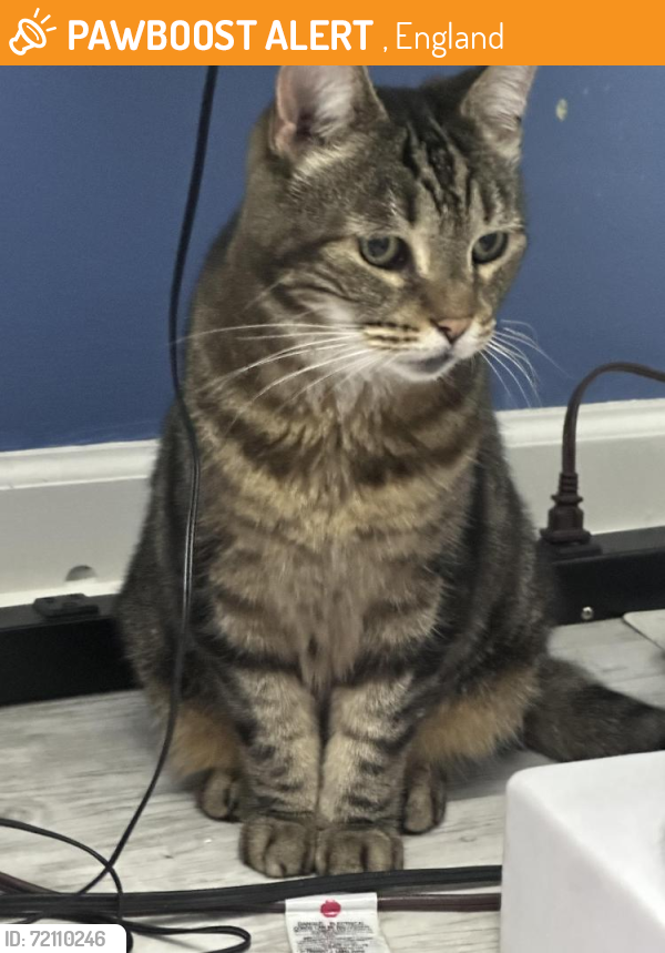 Found/Stray Female Cat last seen Found on Greenleaf between Braxmar and Yorkshire, , England 