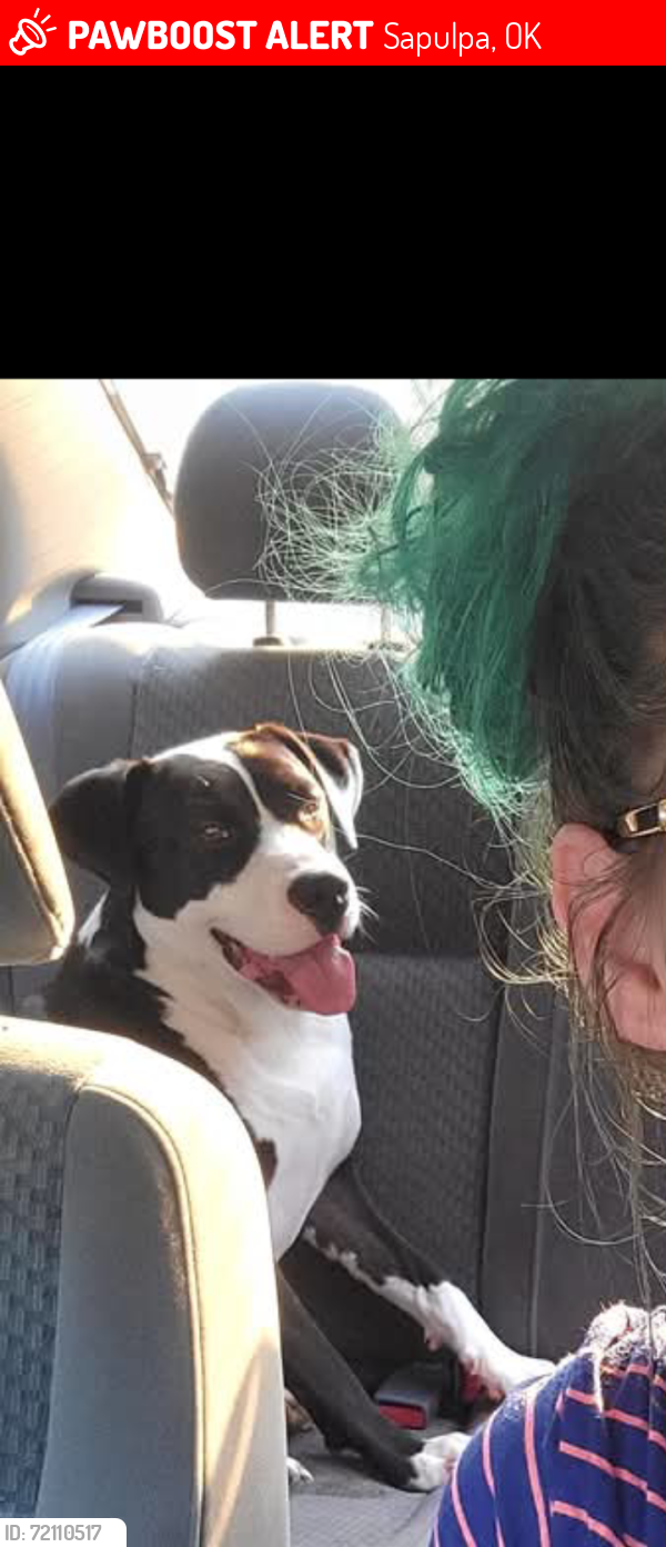 Lost Male Dog last seen Near w 91st South sapulpa ok , Sapulpa, OK 74066