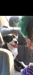 Lost Male Dog last seen Near w 91st South sapulpa ok , Sapulpa, OK 74066