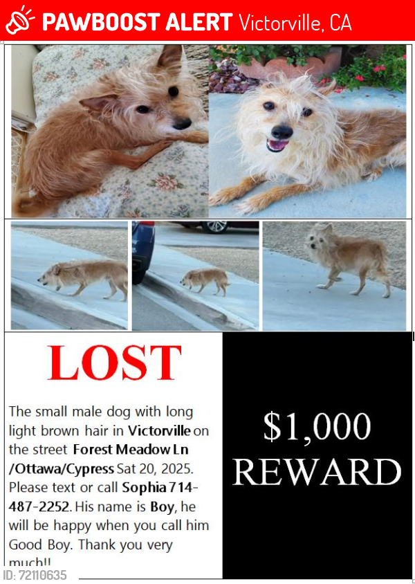 Lost Male Dog last seen Ottawa, Rolling Hill, Cypress, Victorville , Victorville, CA 92395