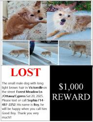 Lost Male Dog last seen Ottawa, Rolling Hill, Cypress, Victorville , Victorville, CA 92395