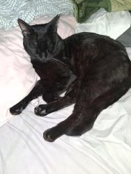 Lost Male Cat last seen Lomita park the knoll trailer park celebri park , Lomita, CA 90717