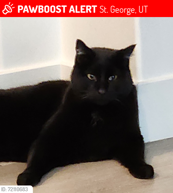 Lost Male Cat last seen E Mesa Rock & Broken Rock, St. George, UT 84790