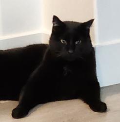 Lost Male Cat last seen E Mesa Rock & Broken Rock, St. George, UT 84790