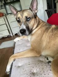 Lost Male Dog last seen Overton park, Memphis, TN 38127