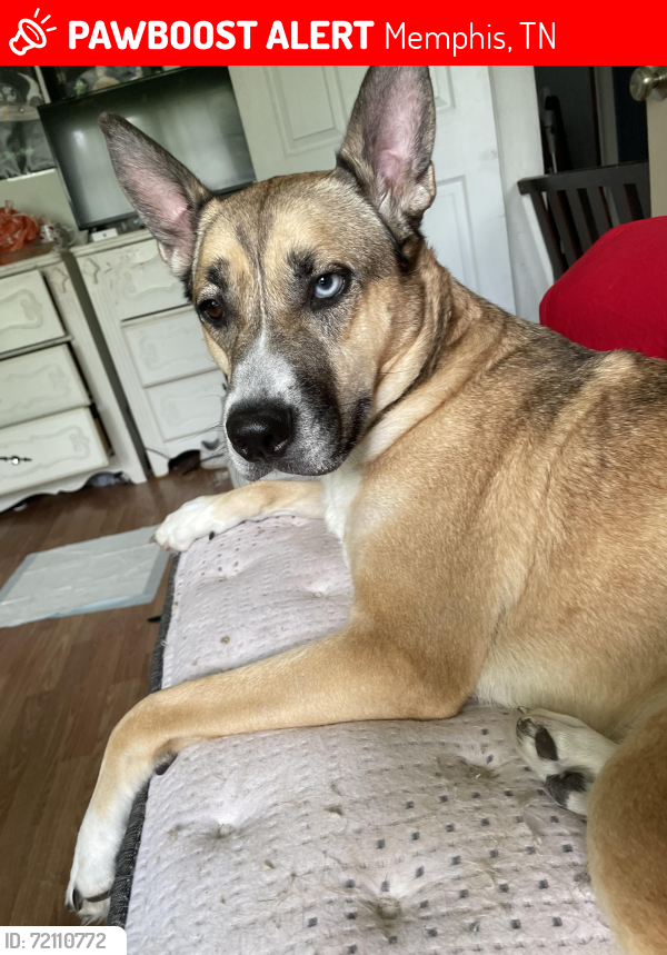 Lost Male Dog last seen Overton park, Memphis, TN 38127